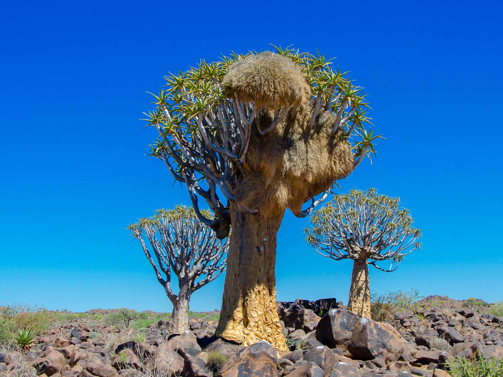 Milchstraße im Köcherbaumwald
